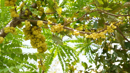 Bright Yellow Fruits Hanging on Lush Green Tree Branches in Nature