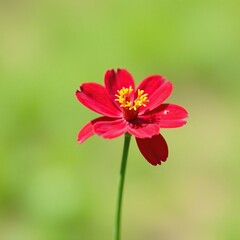 A single red flower blooms on a slender green stem in full sun, plant, green stem