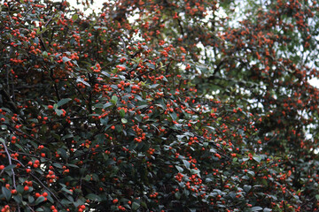 Wall Mural - Cotoneaster franchetii or Franchet Cotoneaster bush with manry red berries on branches on autumn season