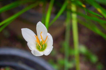 Zephyranthes Candida flower or White Rain Lily or chocolate flower is one type of medicinal plant