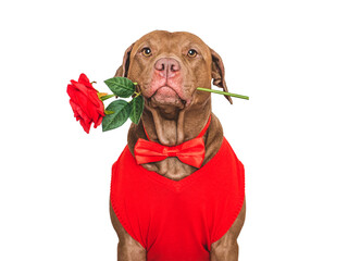 Happy Valentine's Day. Stylish, lovable dog, red heart and bow tie. Close-up, indoors. Studio shot. Congratulations for family, relatives, loved ones, friends and colleagues. Pet care concept