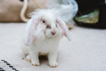 A fluffy white rabbit with floppy ears, likely a Lop mix, sitting outdoors. The image captures the cuteness and gentle nature of this domestic pet