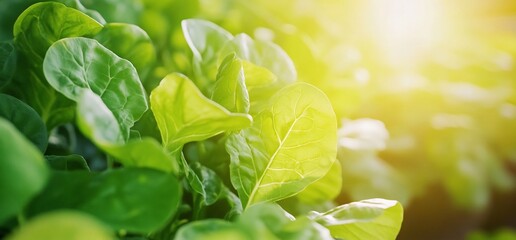 Wall Mural - Close-up of vibrant spinach leaves illuminated by sunlight.