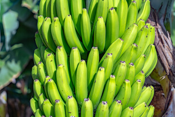 A bunch of green bananas are hanging from a tree