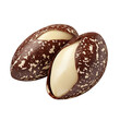 © Clipart - 3D render of a Brazil nut on transparent background, full depth of field