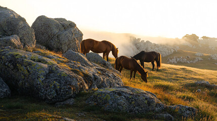 Wall Mural - Wild horses grazing near granite rocks, lichen covering the rocky surfaces, while light fog rises from the grass at sunset. 