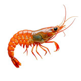 Closeup of a red crustacean with claws and antennae on black background