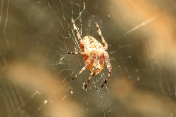 Wall Mural - spider web on the tree