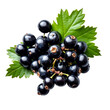 © vivekFx - Luscious blackberries with a single green leaf