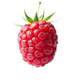 Red raspberry on stem with leaves