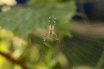 Wall Mural - spider web on the tree