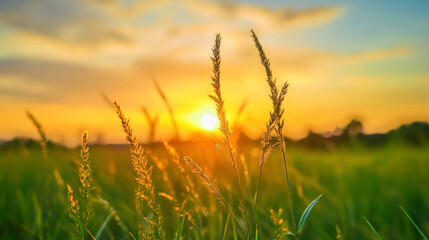 Aufkleber - Golden sunset light illuminates the grass during ramadan, evoking a tranquil and serene ambiance