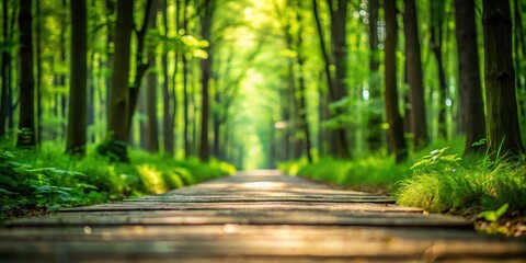Poster - Sunlit Woodland Path A Serene Walkway Through Lush Greenery