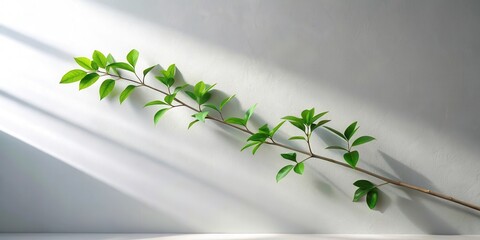 Aufkleber - Serene Branch with Vibrant Green Leaves Against a Light Wall in Soft Sunlight