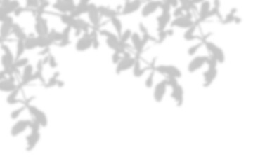 Wall Mural - natural leaf shadow effects isolated on transparent background. blurred tree branch shadow. plant le