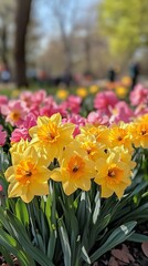 Poster - Colorful daffodils and tulips bloom in a vibrant spring garden