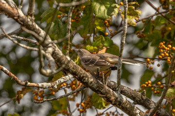 Northern Mockingbird perched on a tree branch surrounded by berries