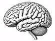 © Zilvinas - Black and white illustration of the human brain, side view, detailed anatomy.