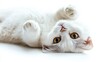 © decor - Adorable White Kitten Playing Up Side Down