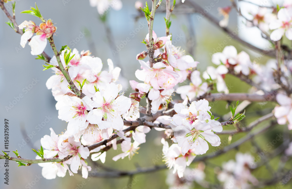Photos of almond trees and almond flowers