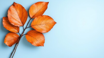 Wall Mural - A bunch of orange leaves on a blue background