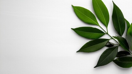 Wall Mural - A bunch of green leaves on a white surface