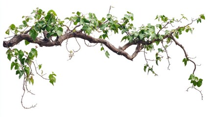 branch of a tree