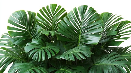 Green palm plant and leaf in studio with texture or pattern, isolated on white background, representing natural closeup, cycadaceae, growth of tropical vegetation, ecology, and sustainability