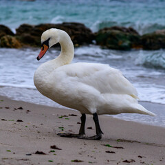 Wall Mural - The mute swan Cygnus olor - a large white waterfowl swan walks along a sandy beach of the Black Sea, Ukraine