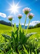 © niramol - A photostock of delicate wildflowers in a lush green meadow, bathed in golden sunlight for a serene and peaceful nature scene. High Quality