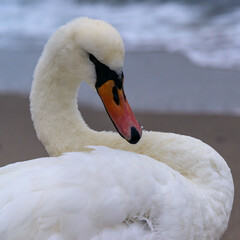 Wall Mural - Mute swan Cygnus olor - white waterfowl against the Black Sea, Ukraine