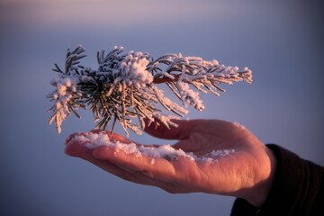 Poster - A hand gently cradles a snow-covered pine sprig at sunset, showcasing winter's beauty.