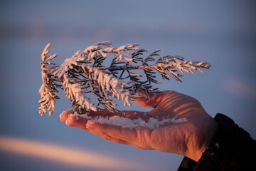 Poster - A snow-covered sprig of evergreen rests gently in an outstretched hand, bathed in the soft glow of sunset.
