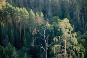 Poster - A solitary, leafless tree stands against a backdrop of lush, green forest.