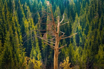 Poster - A dead tree stands stark against a backdrop of lush evergreen forest, a testament to nature's cycle.