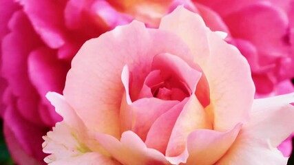 Wall Mural - A beautiful  rose in full bloom, surrounded by blurred greenery. The delicately layered petals reveal bright, warm colors, with natural gradations.