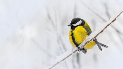 yellow tit bird sits on frosty branch in winter scene, close up one vibrant great tit in snowy lands
