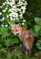 Wall Mural - Portrait of a cute red fox standing in a meadow in spring