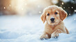 © Infinity Lens - Playful dog frolicking in the winter snow, an adorable and energetic puppy enjoying outdoors, happy active pet in beautiful park, outside nature in snowy season.