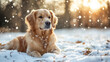 © Infinity Lens - Playful dog frolicking in the winter snow, an adorable and energetic puppy enjoying outdoors, happy active pet in beautiful park, outside nature in snowy season.