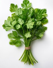 Sticker - Fresh cilantro bunch, tied with twine, on a white background. Vibrant green herb.