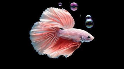 Poster - Graceful Betta Fish Swimming with Colorful Bubbles in Deep Water