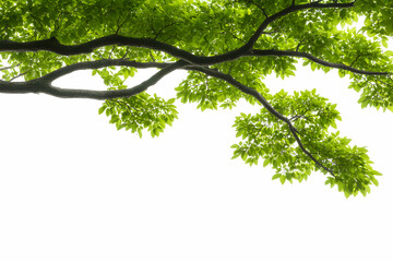 Wall Mural - fresh green leaves on a branch against a white background, creating a vibrant and serene atmosphere.