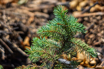 Bright green pine tree branch thriving in the sunlit forest floor