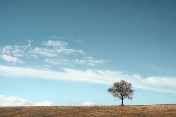 Aufkleber - Stunning view of a solitary tree against a vast blue sky and fluffy clouds in a golden grass landscape on a sunny day in the countryside
