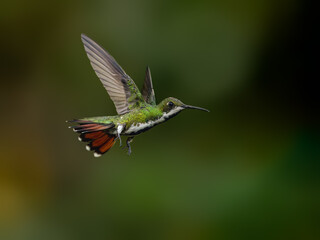 Wall Mural - Black-throated Mango Hummingbird in flight on green background