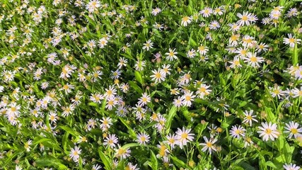Wall Mural - Daisy flowers in the field, outdoor  Chiangmai Thailand.