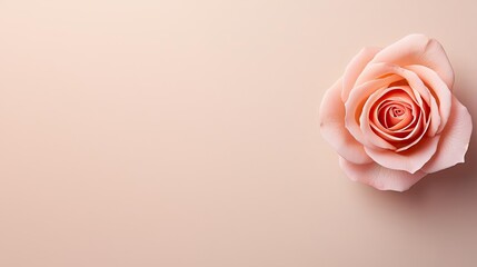 Poster - Minimal rose concept. A delicate pink rose on a soft, neutral background, symbolizing beauty and love.