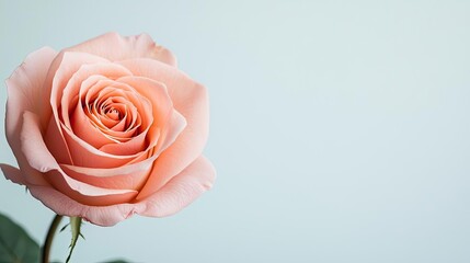 Poster - Minimal rose concept. A delicate peach rose with soft petals against a light background.