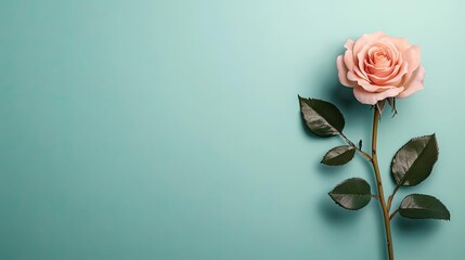 Wall Mural - Minimal rose idea. A delicate pink rose against a soft turquoise background, embodying beauty and elegance.